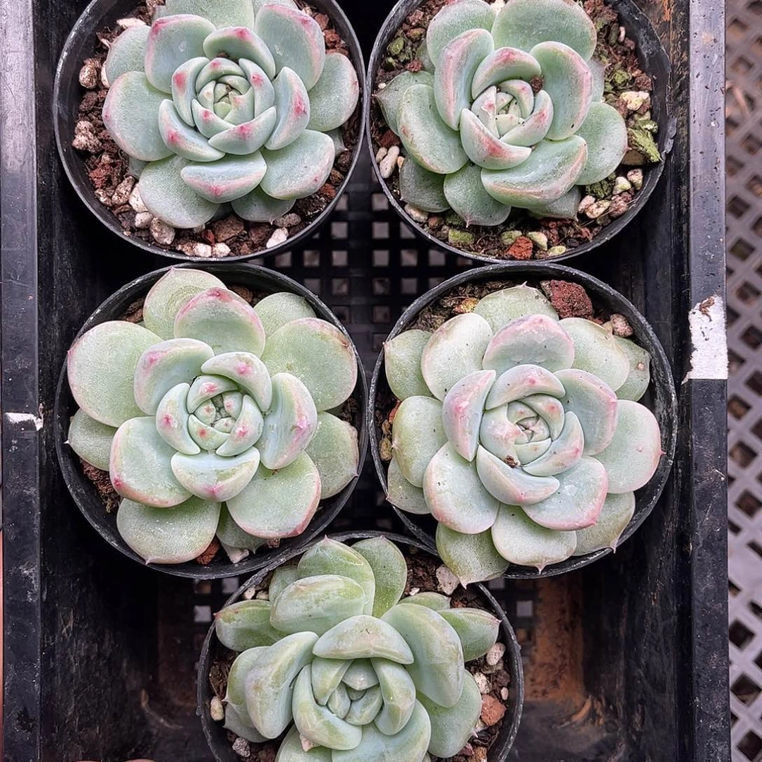 多肉一物一拍16-133