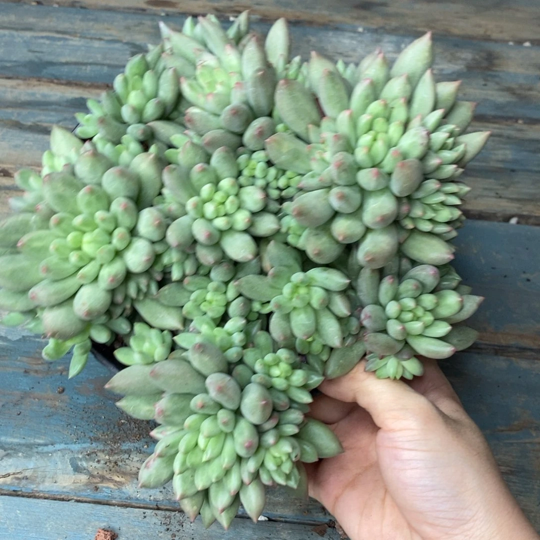 1-105岩字一物一拍寄养