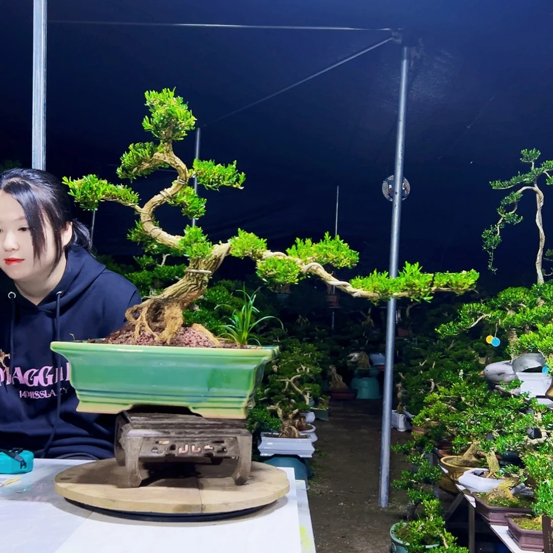 无花朵黄杨木