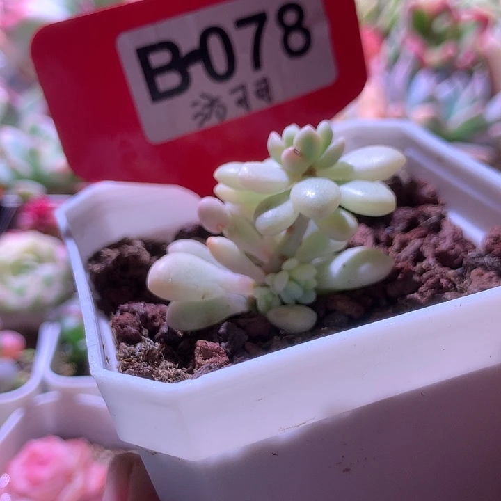 超级开播福利洛可可