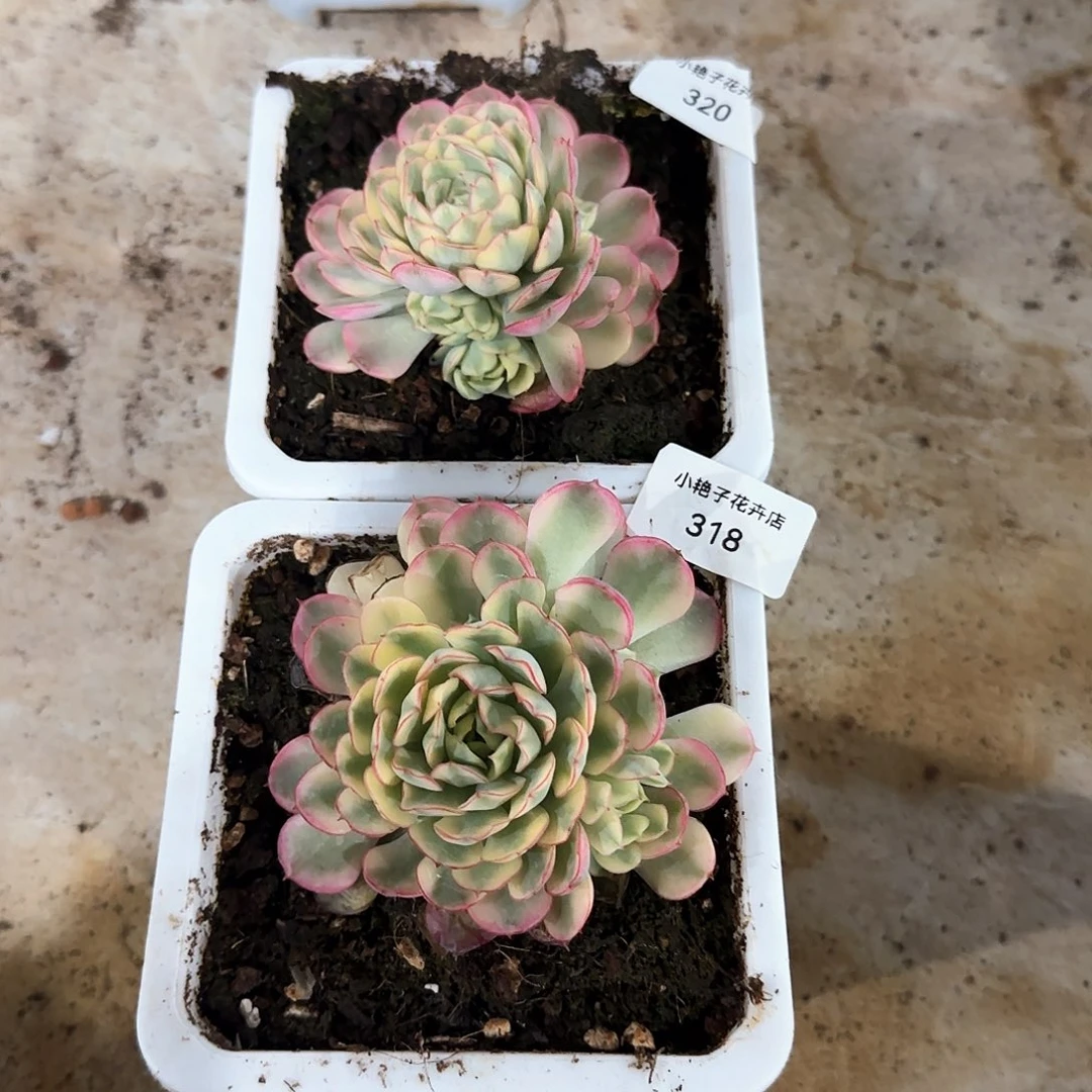 鑫**卉320.318梦幻玫瑰锦多肉