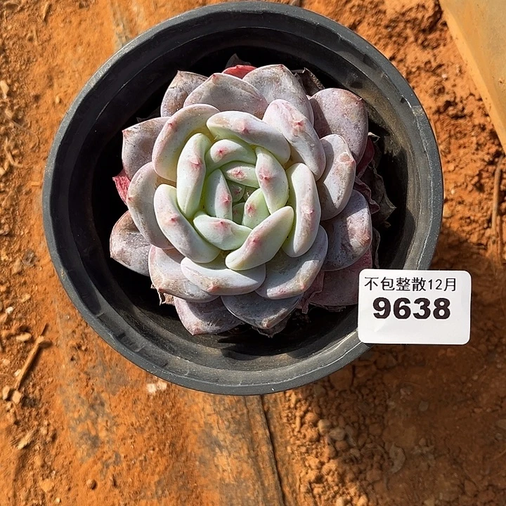 阿雅园艺。       9638