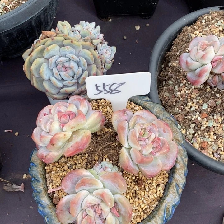 558冰玉肉肉肉肉肉肉肉