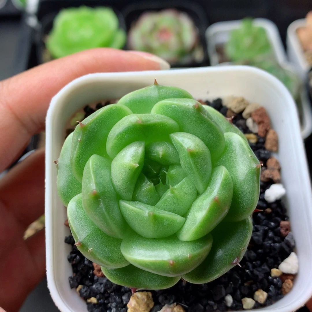 58包邮  群生不包整 9