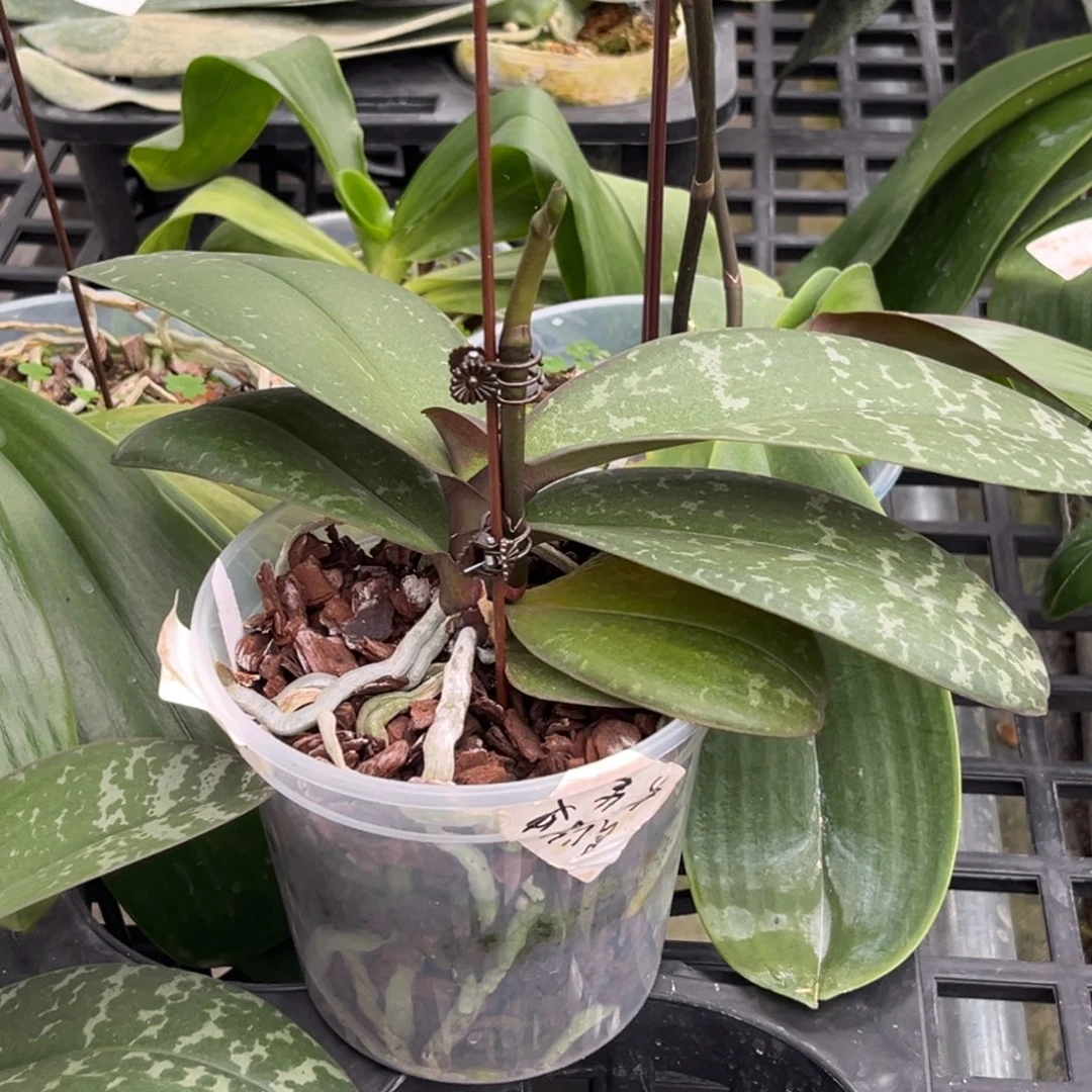 无花朵4寸乔治抽梗苗