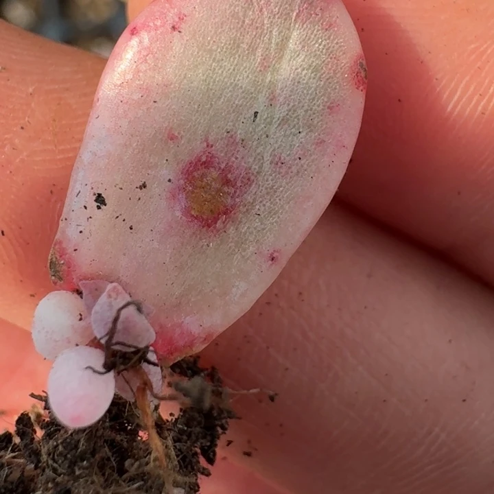 血斑冰月亮锦一物一拍42