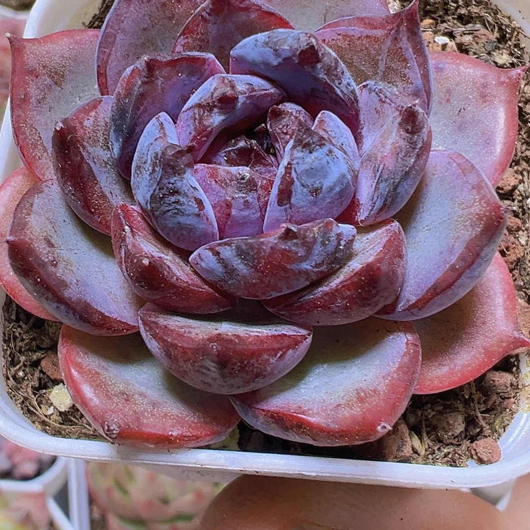 小黑橙19包邮多肉植物