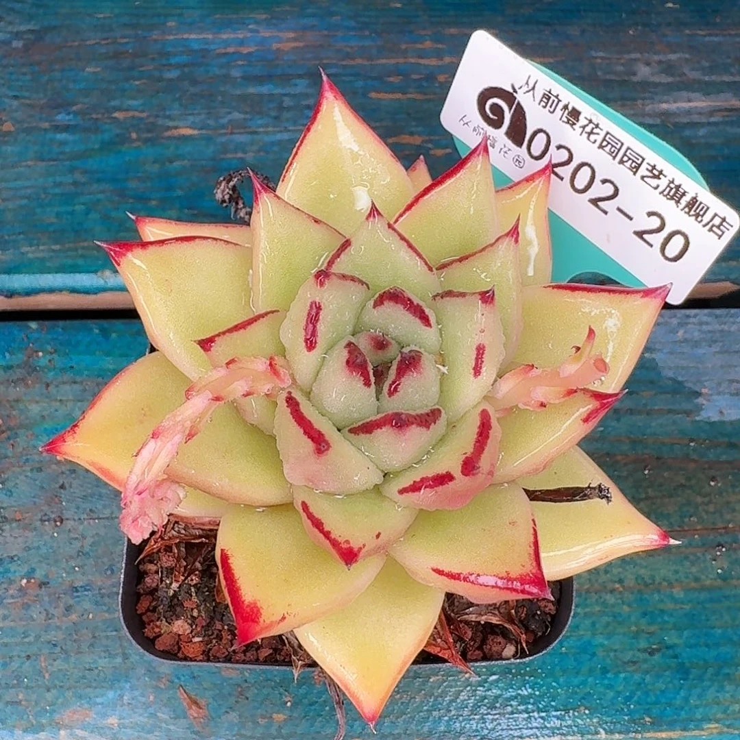 从前慢花园东云系多肉0202-20