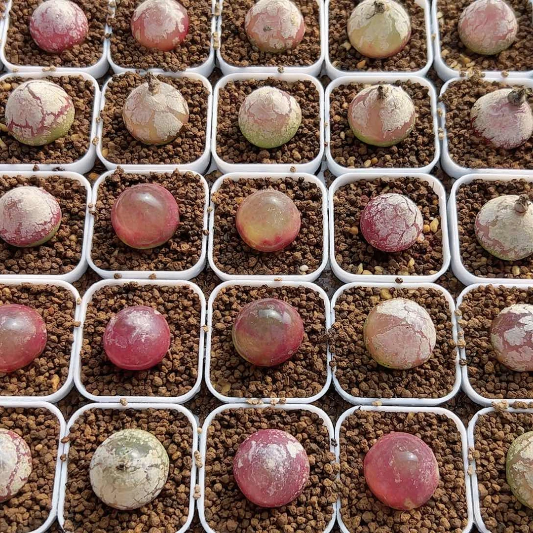 0000量拍大灯泡2颗尺寸2.0脱土发