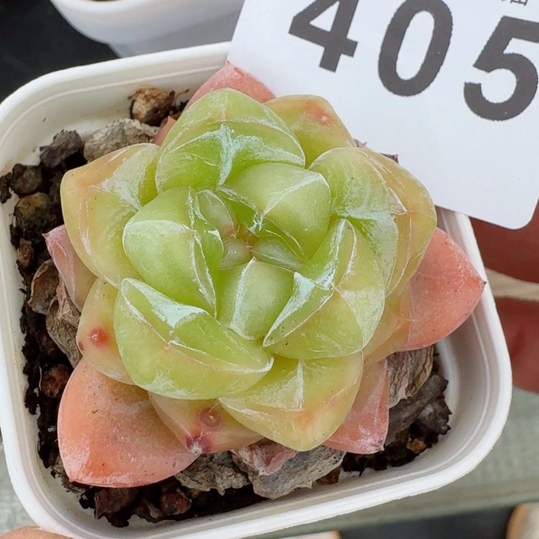 玉玺            精美多肉植物