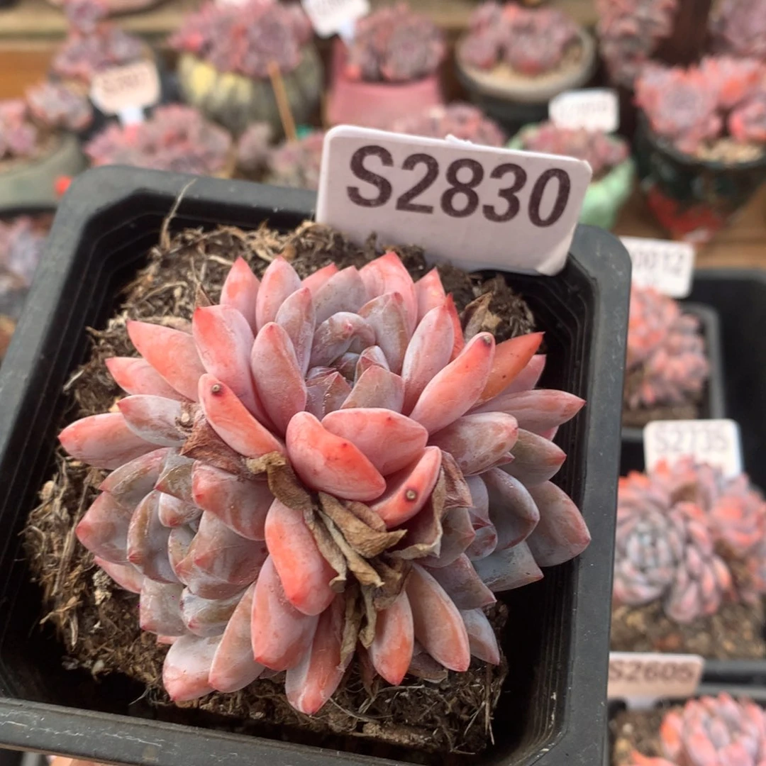 S2830 雪天使老桩自然群 8.5cm