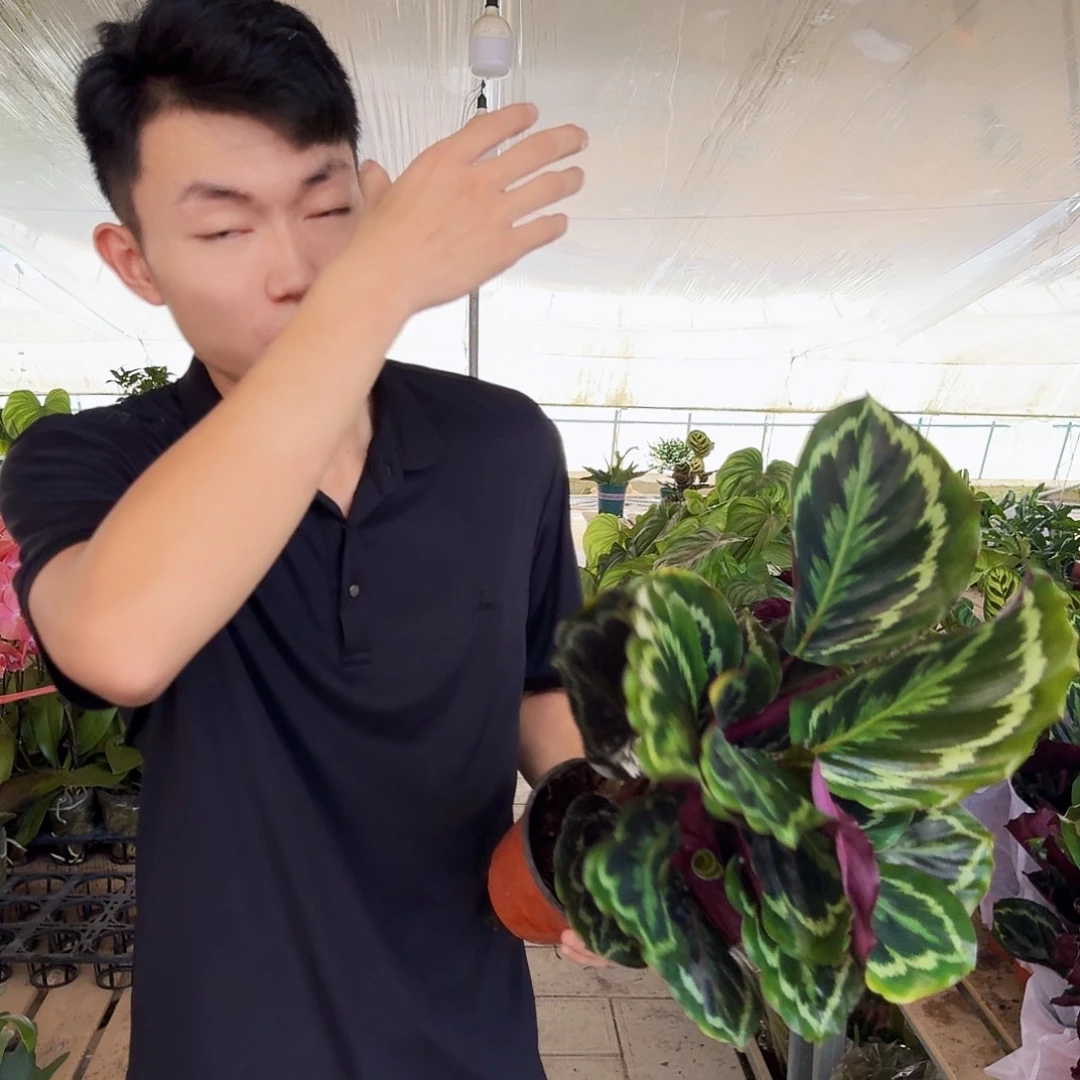 完全开放彩虹竹芋一颗