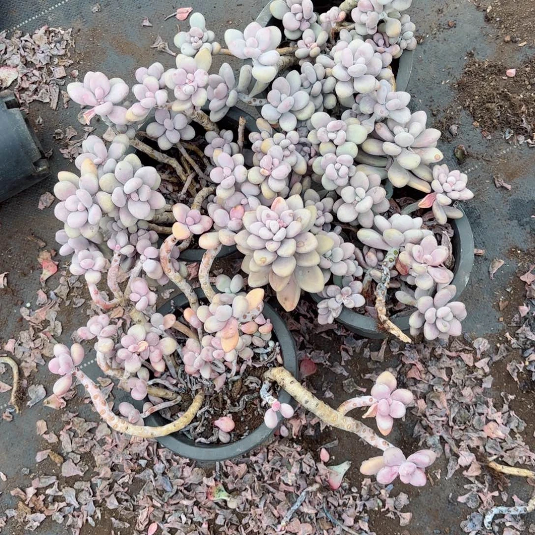 忻**瑰桃蛋散的不售后4-10。