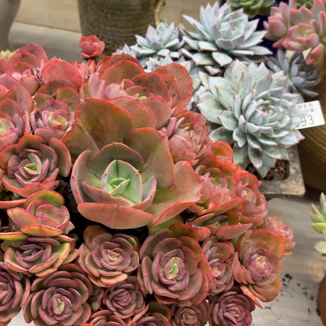 心***琴黑大帅多肉308秀妍