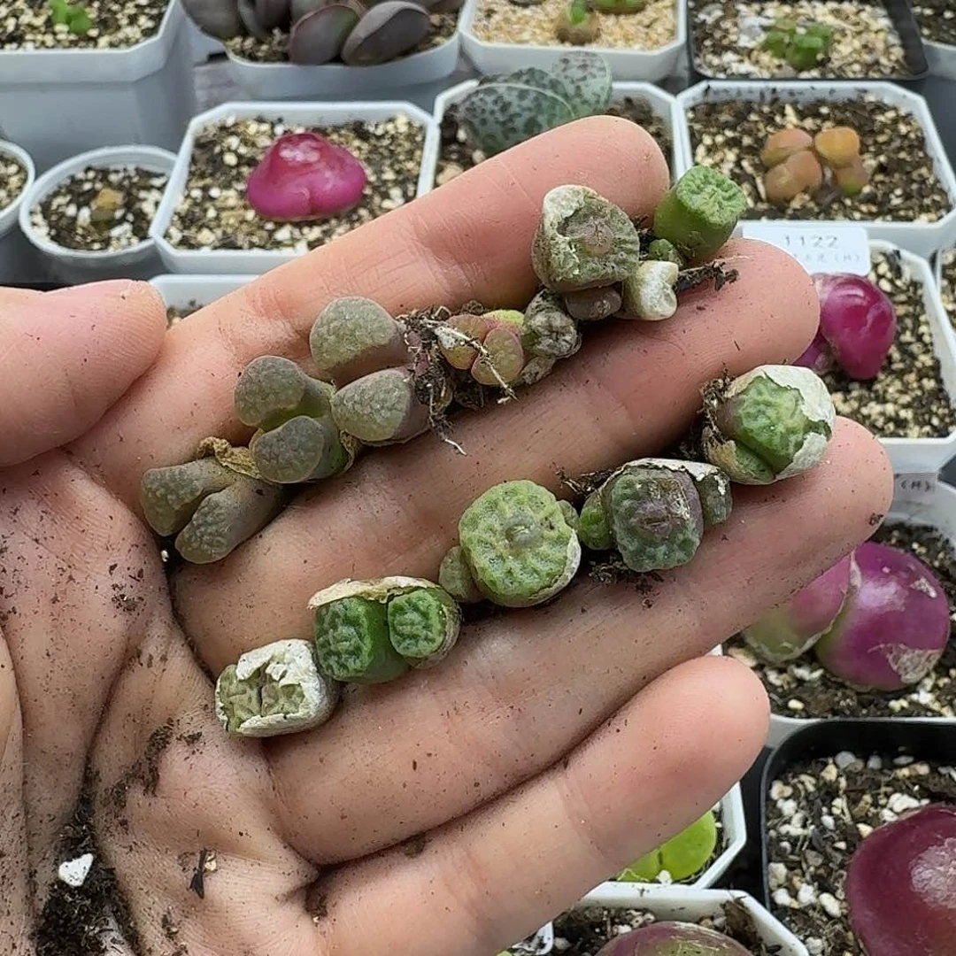 老马生石花方烧1157