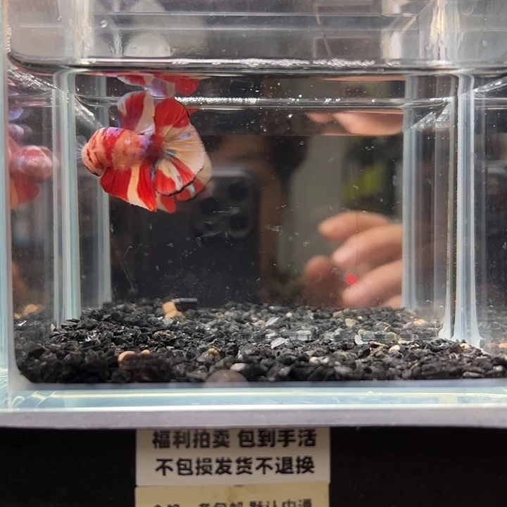 斗鱼竞拍跑单拉黑25日71