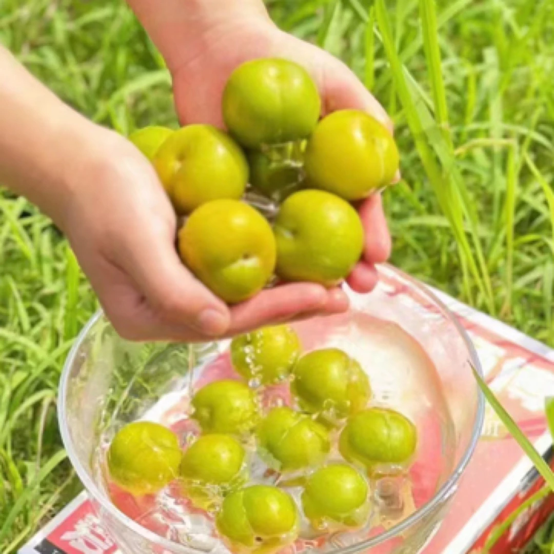 【果真不错】贵州六马蜂糖李 口感脆甜多汁 2斤 贵州省