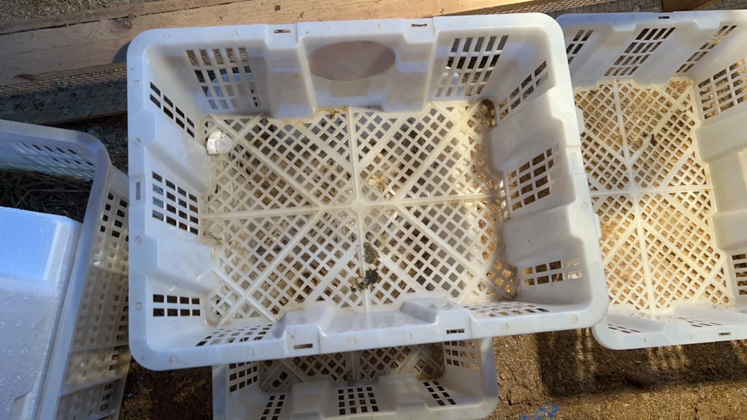 澄海彩色塑料筐5只装