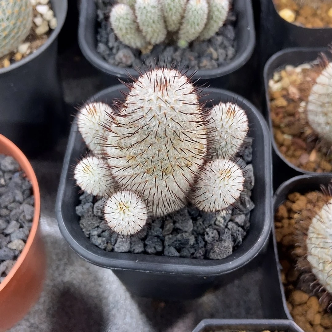 三****实生直刺佩雷群仙人球