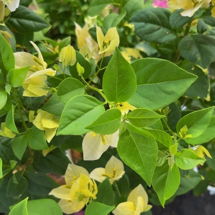 完全开放三角梅三角梅黄女郎