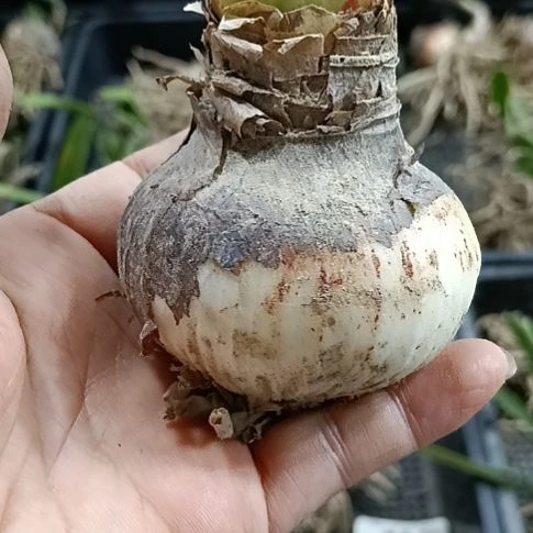 无花朵梦露5+残次