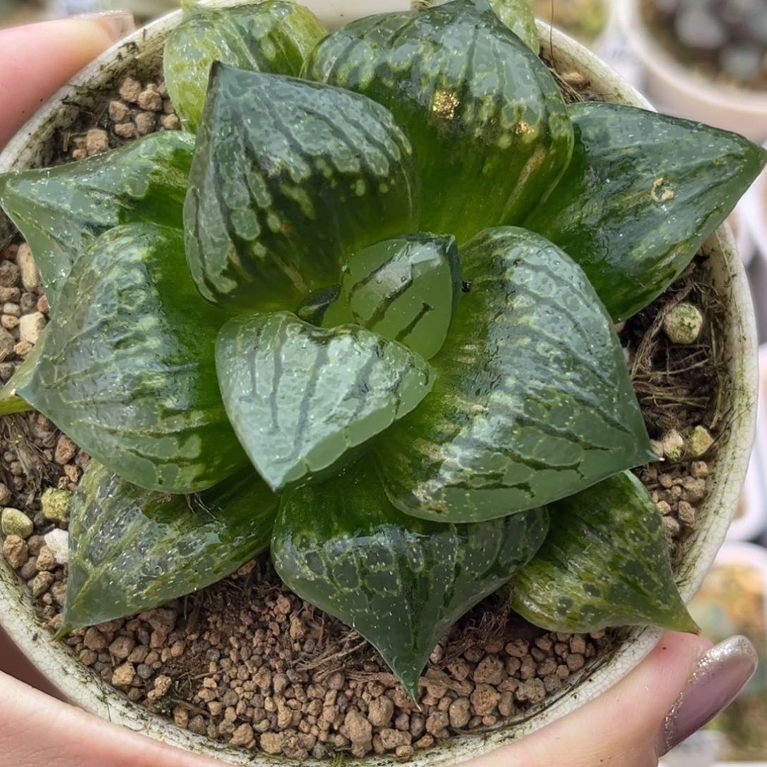 18竹虎杂的实生寿十二卷多肉