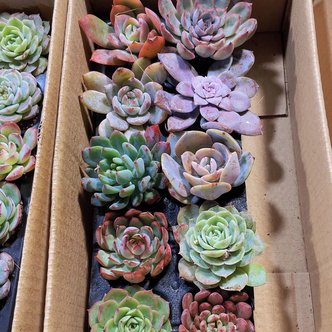 10颗-2号约4-5厘米