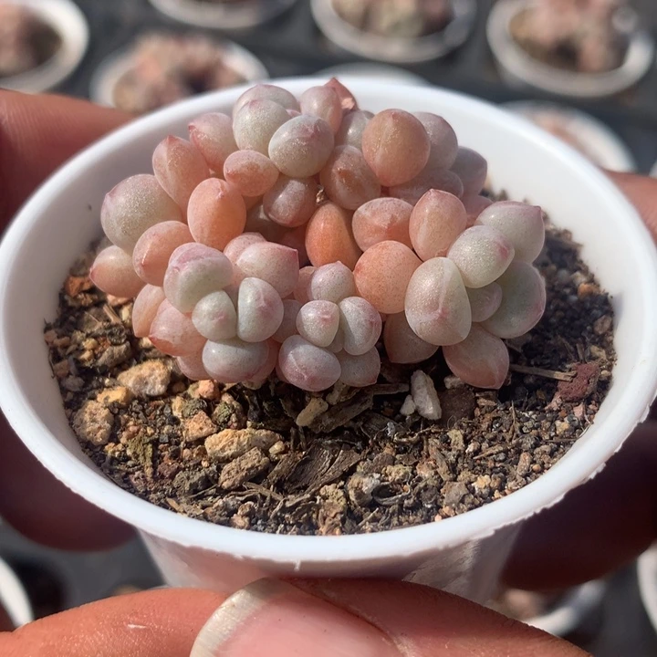 泡泡糖多肉一物一拍