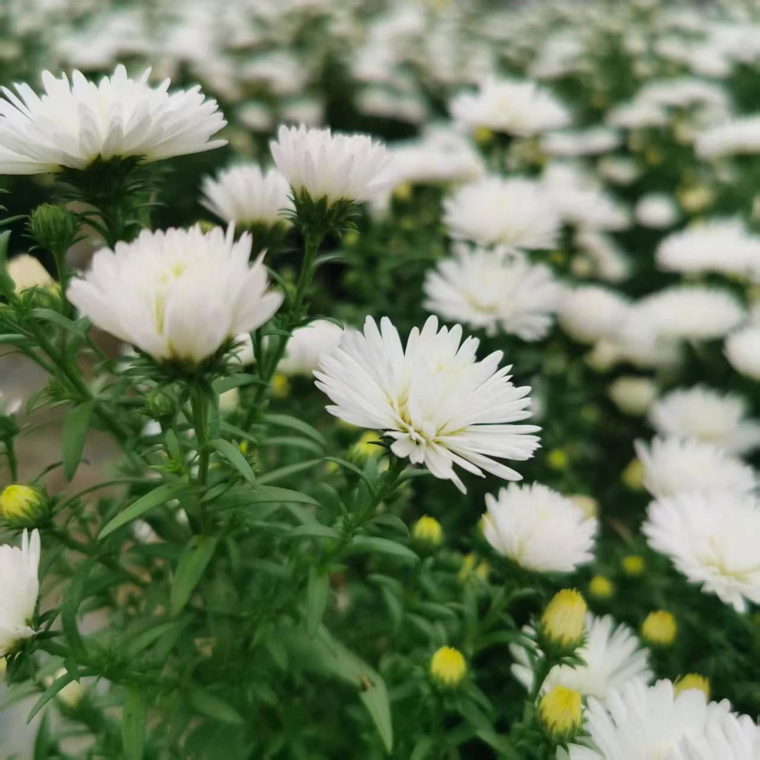 翠菊耐寒又耐热的花，多年生宿根，花园里的精灵，直播间为准