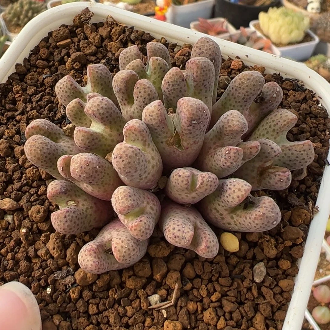 955D斑马多肉植物盆栽花卉