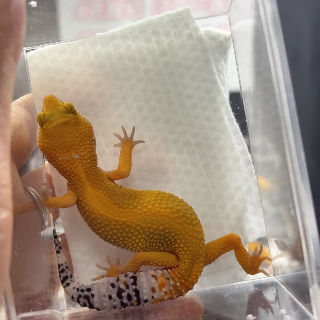 豹纹守宫蜜橘妹妹