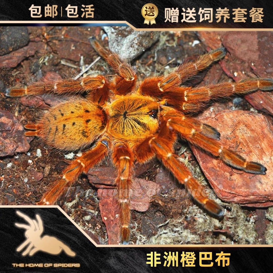 非洲橙巴布C8烈阳橙巴布3-12厘米黄橙色成体活物织网穴栖盘丝大