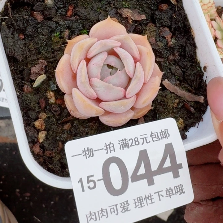 粉蝶多肉无盆土发货多肉多