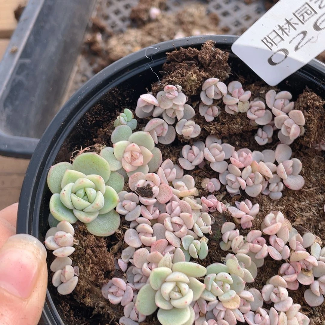 多肉植物多肉植物269