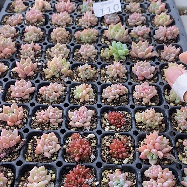 110 多肉植物盆栽花卉
