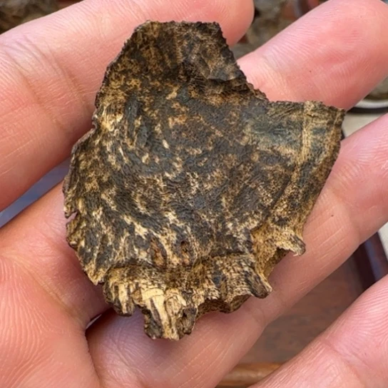 摆件沉香尖峰岭沉水包头4.2克