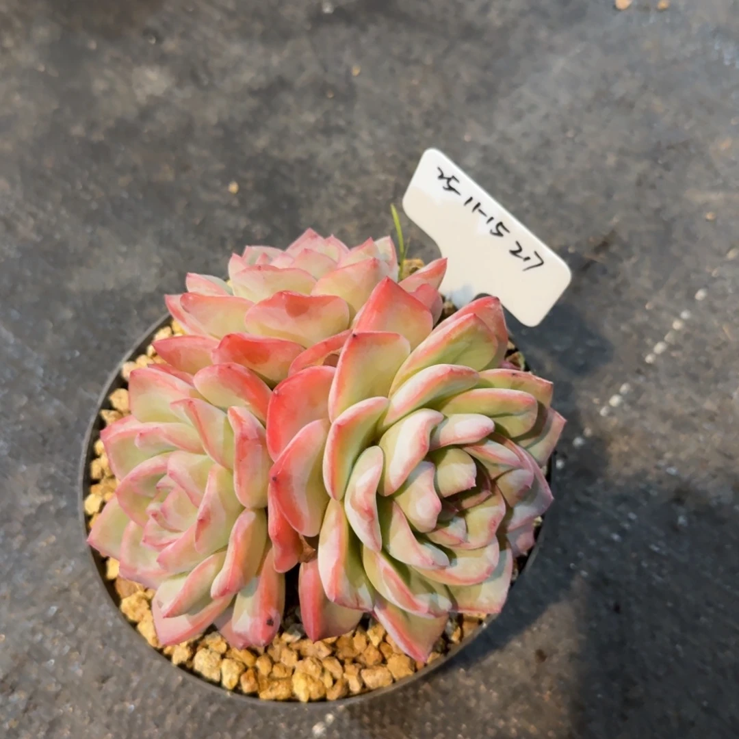 一物一拍泡芙群217