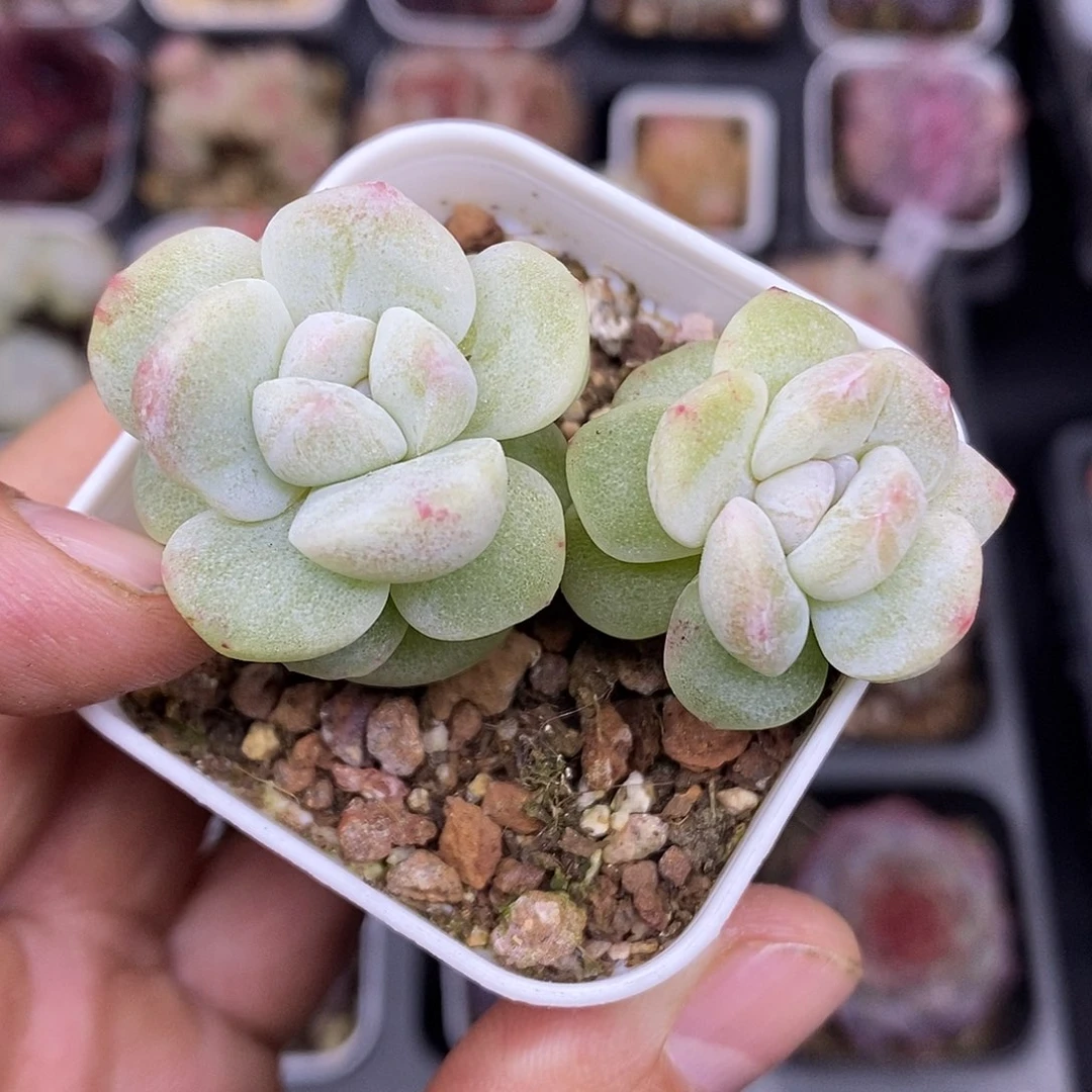 冰玉石化5厘米盆多肉