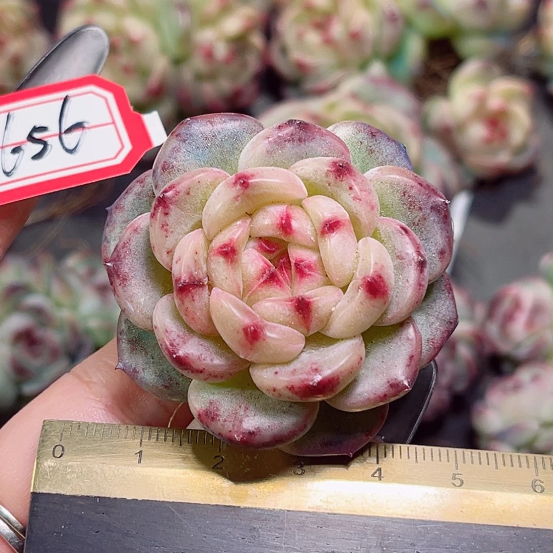 E656 一物一拍 小酒窝