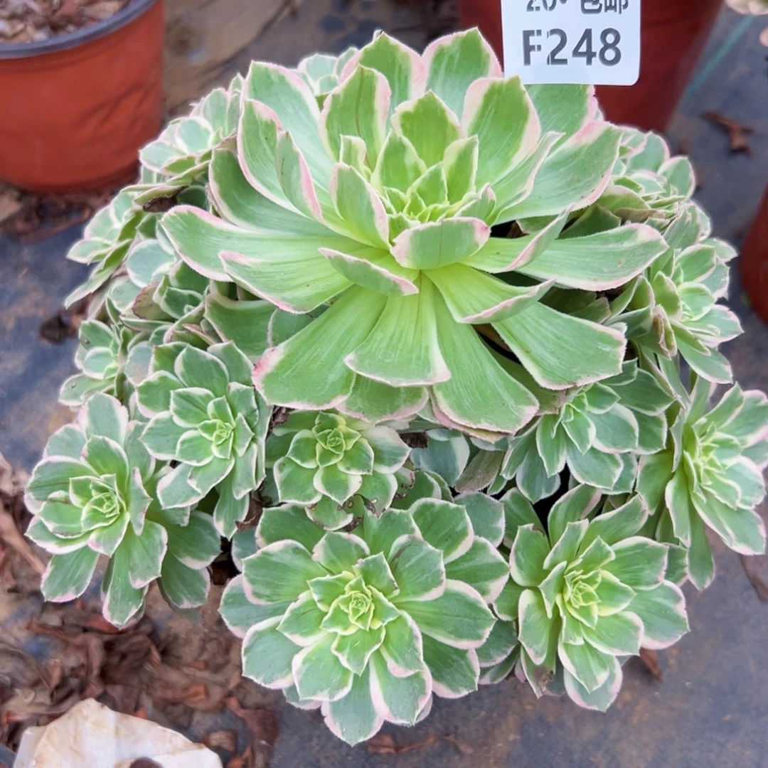 248水蜜桃，多肉法师