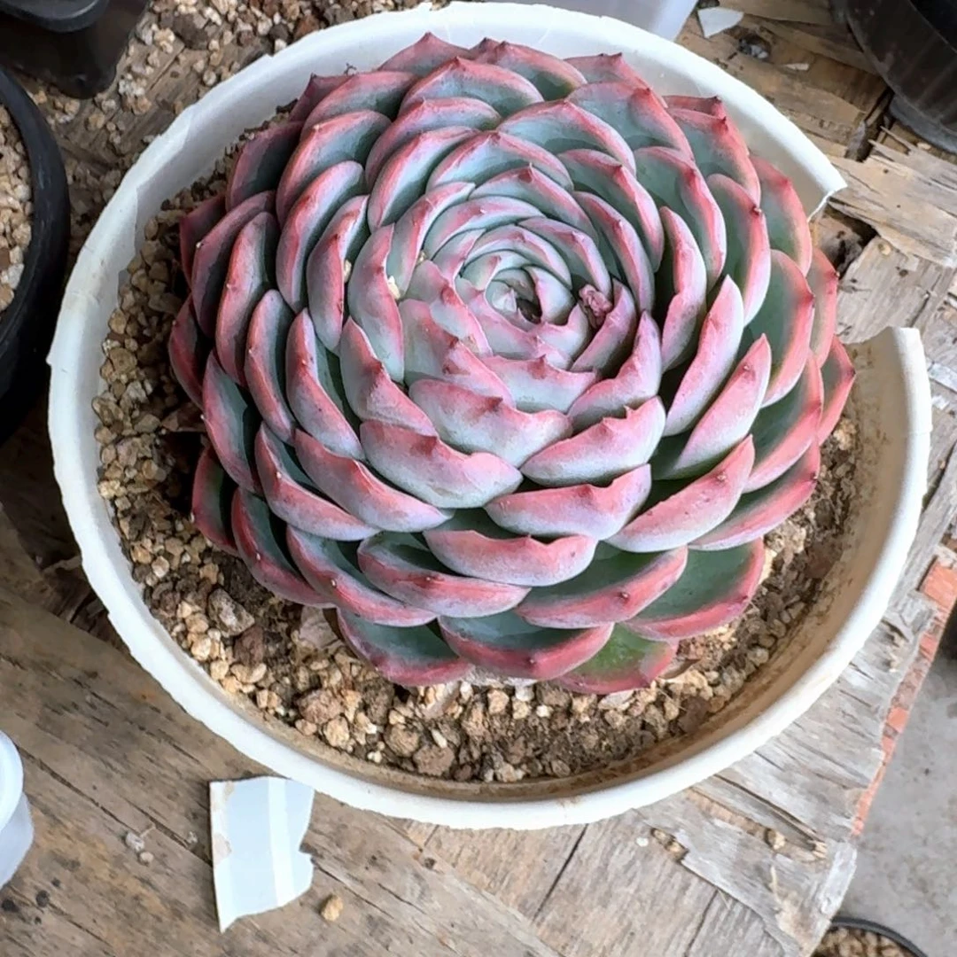 专拍链接多肉精品侧影