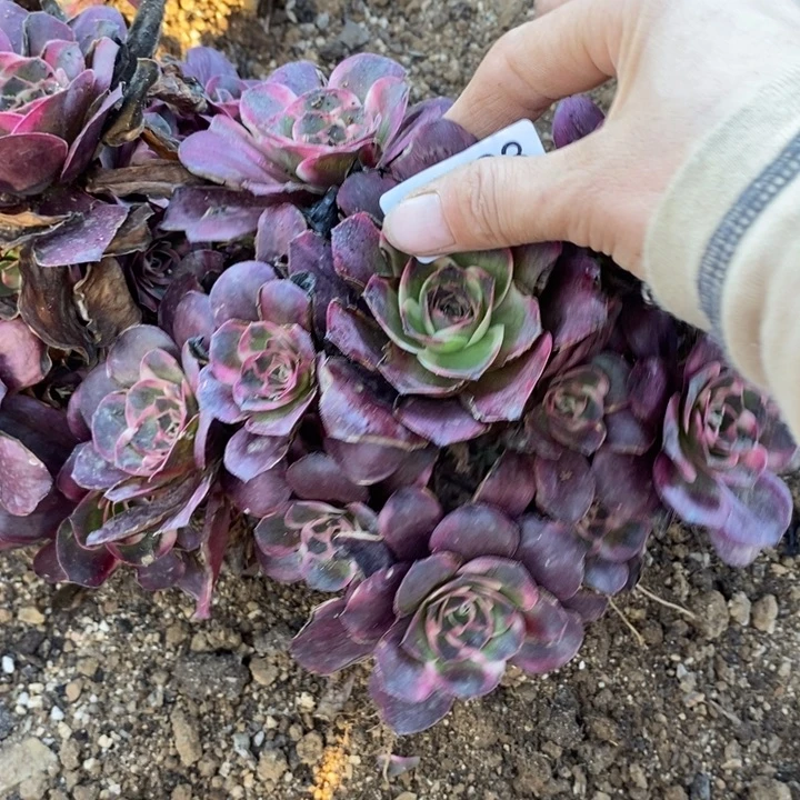 04783魅金玫瑰金多肉植物