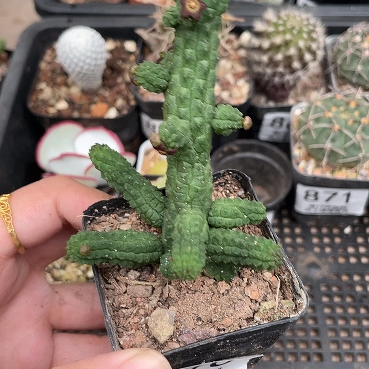 876青龙角 仙人球植物