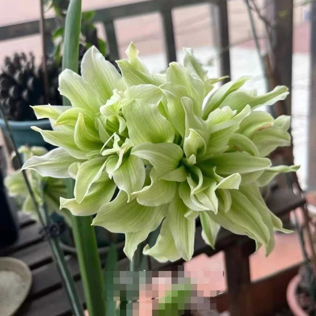 朱顶红，皮皮 双黄 双绿 天鹅 雏鹤 包对版苗情好