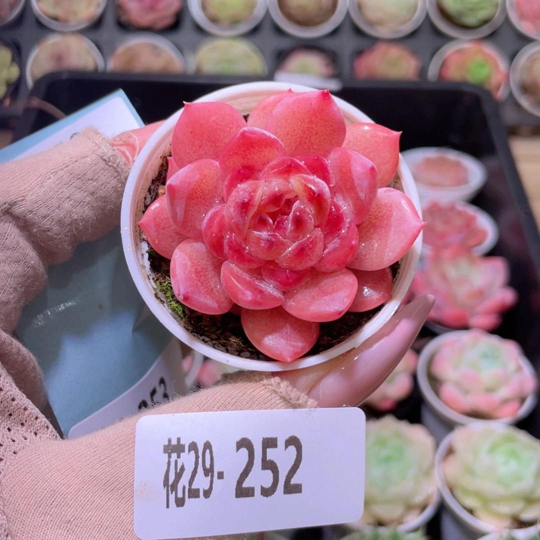 花利美29-252果汁