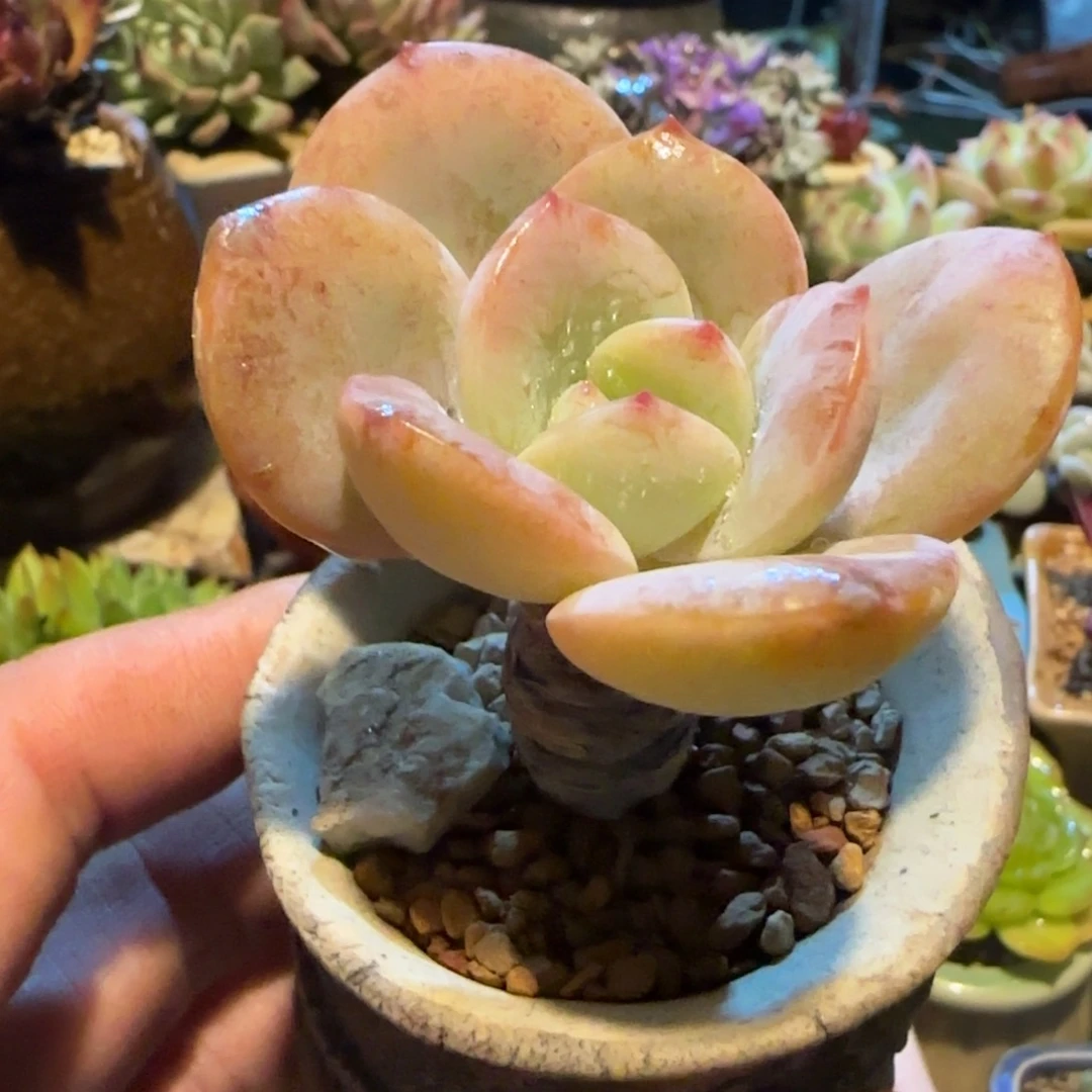 多肉植物奶茶，单头老庄