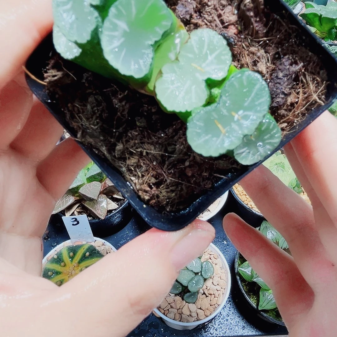 白亚玉扇多肉植物6666