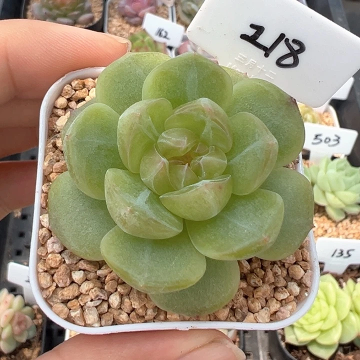 218号风花雪月系列舒月