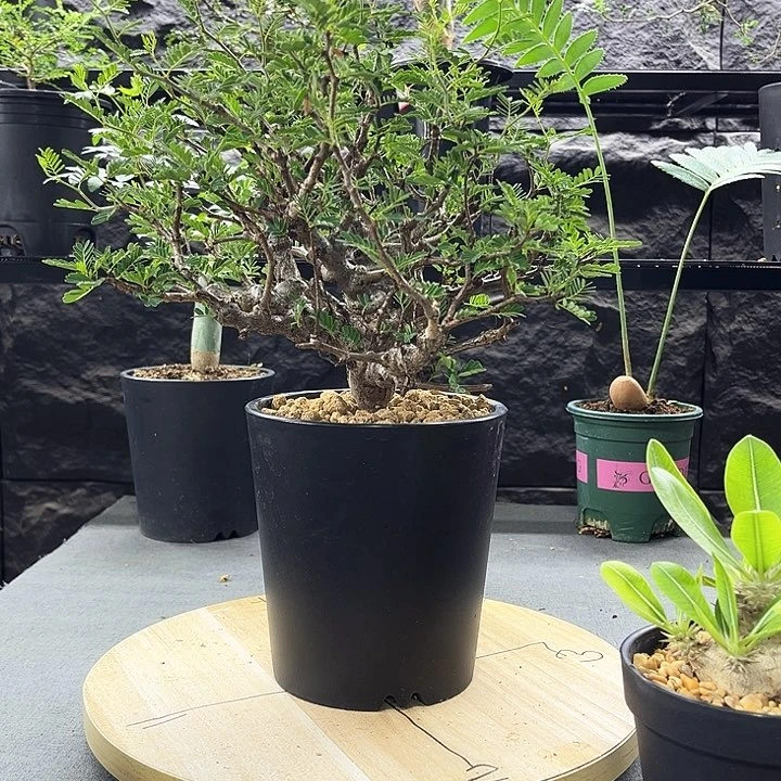 沙漠苏木一物一拍