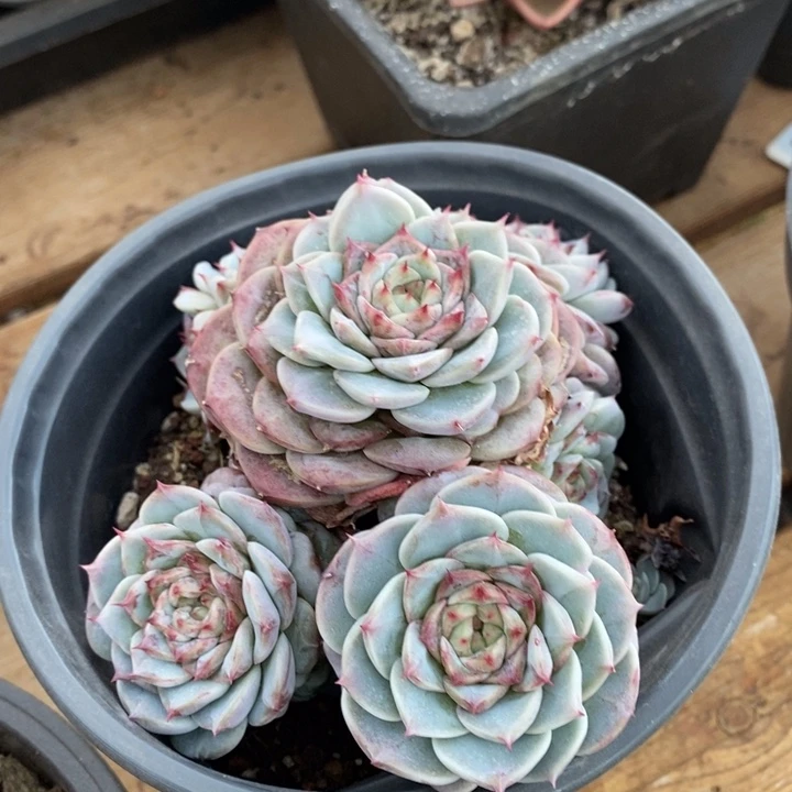 D195- 直播福利 天鹅绒